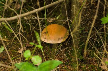 çam closeup altında mantar