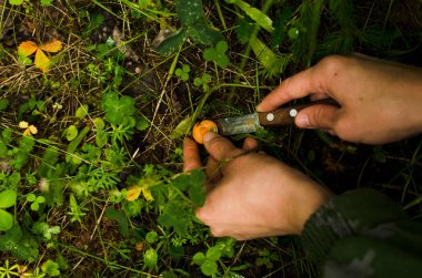 mantar toplama, genç ladinler arasında kırmızı çam mantarı