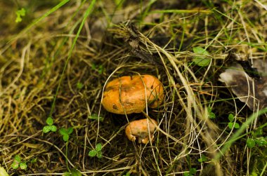 çam lar arasında kızılçam mantarı