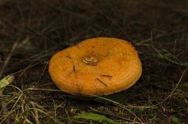 çam altında kızılçam mantarı