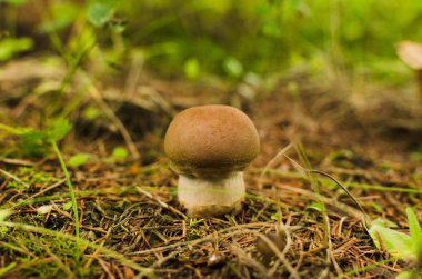 Ladin altında Penny çörek mantar