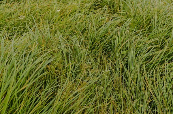 Long Grass Closeup Green Background — Stock Photo, Image