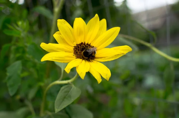 Hommel Zittend Een Zonnebloem — Stockfoto