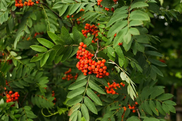 Rowan Berries Closeup Background Wallpaper — Stock Photo, Image