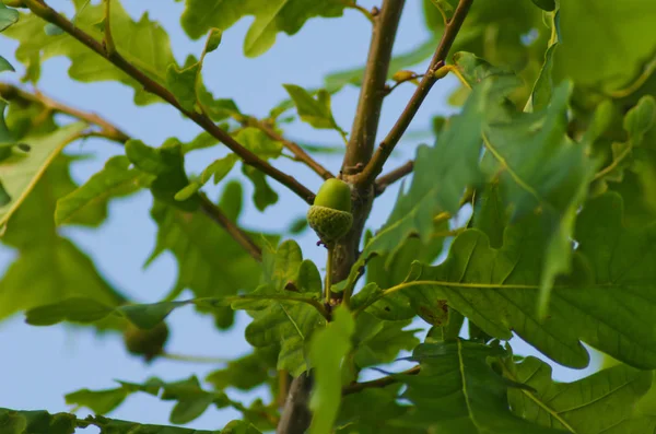 Acorns Growing Oak Nature — Stock Photo, Image