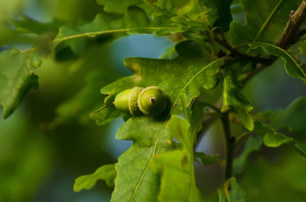 Glands Poussant Sur Chêne Nature — Photo