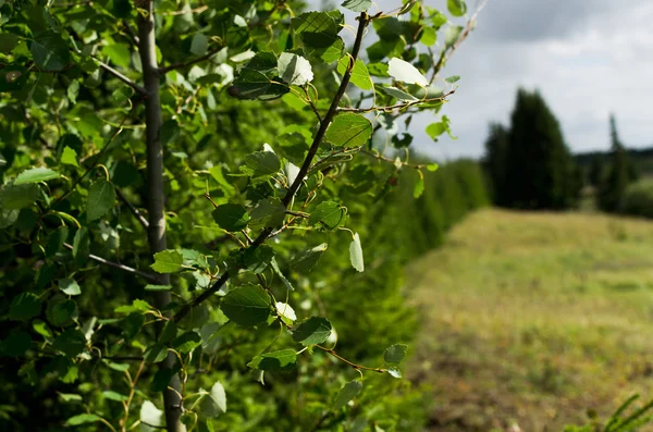 Branch Aspen Edge Grove — Stock Photo, Image