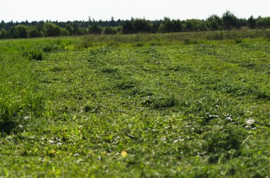 çayırda taze kesilmiş çim