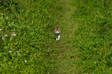 doğada kedi avlamak, çim