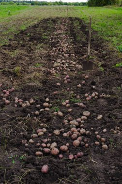 hasat patates, Tarımsal iş, toplama