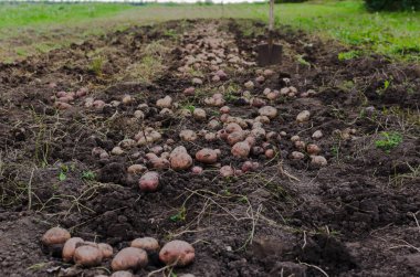 hasat patates, Tarımsal iş, toplama