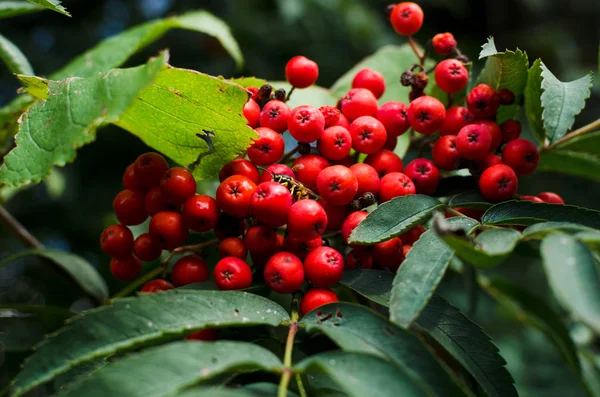 Rowan Jesienią Dojrzałe Czerwone Jagody — Zdjęcie stockowe