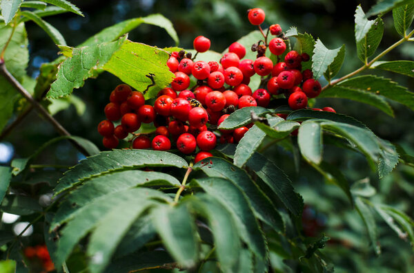 Rowan in autumn, ripe red berries