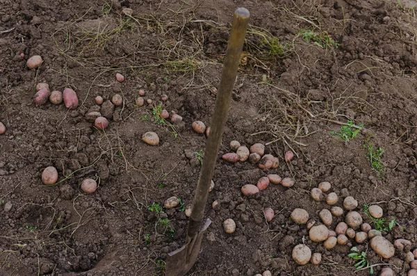 Harvest Potatoes Agricultural Work Picking — Stock Photo, Image