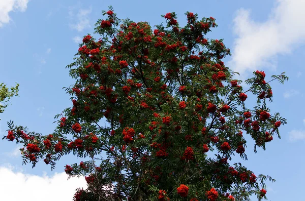 Rote Eberesche Herbst Reife Beeren — Stockfoto