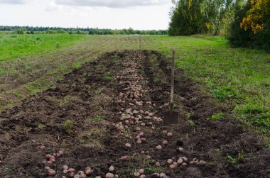 hasat patates, Tarımsal iş, toplama
