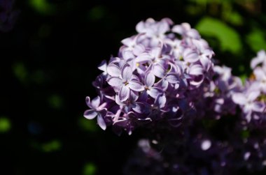 İlkbaharda leylak dallar, parlak çiçekler
