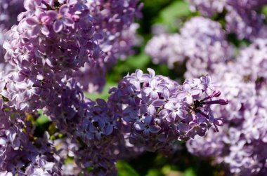 İlkbaharda leylak dallar, parlak çiçekler