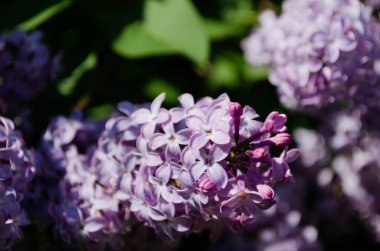 İlkbaharda leylak dallar, parlak çiçekler