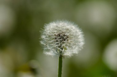 Güneşli bir günde karahindibalar kapanıyor