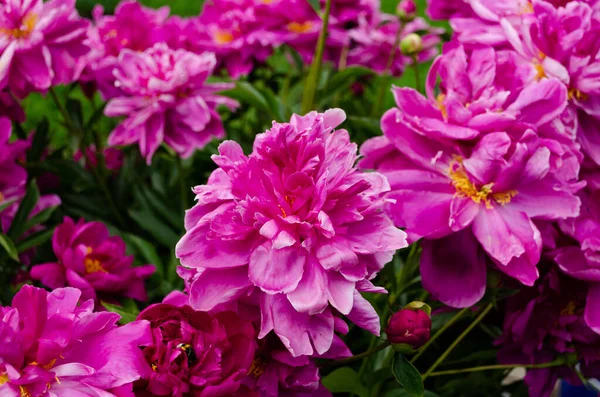 Peonie Cespugli Peonia Bellissimi Fiori — Foto Stock