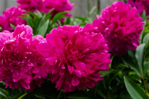 Peonie Cespugli Peonia Bellissimi Fiori — Foto Stock