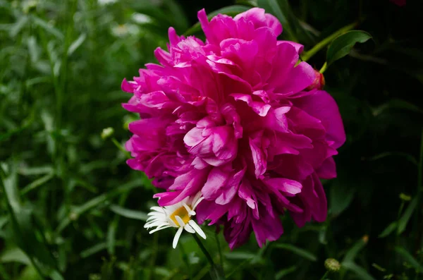 Bella Peonia Primo Piano Fiore Colorato — Foto Stock