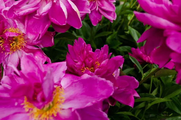 Peonie Cespugli Peonia Bellissimi Fiori — Foto Stock