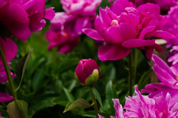 Peonie Cespugli Peonia Bellissimi Fiori — Foto Stock