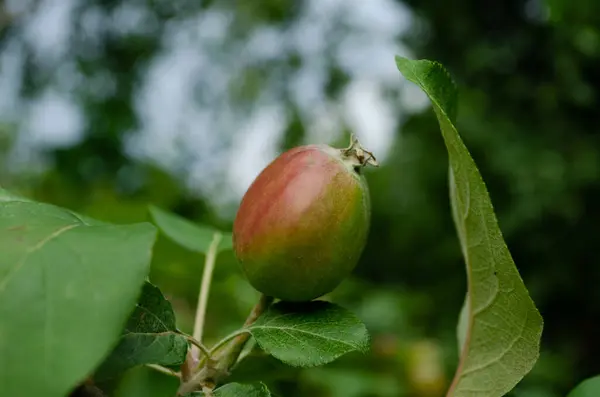 Młode Jabłka Zbliżenie Ogrodzie — Zdjęcie stockowe