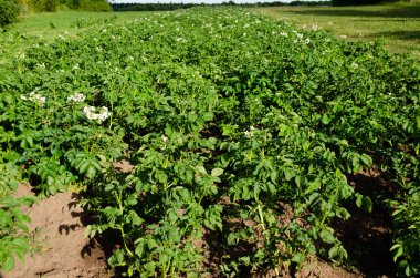 Temmuz 'da çiçek açan patates, tarım.