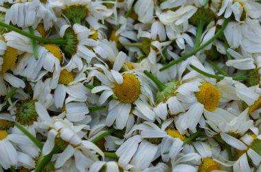 Matricaria Chamomilla arka planı, hasat edilmiş papatyalar.