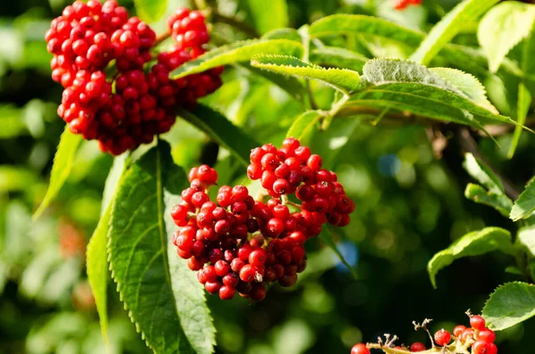 Planta Sambucus Racemosa Anciano Rojo —  Fotos de Stock