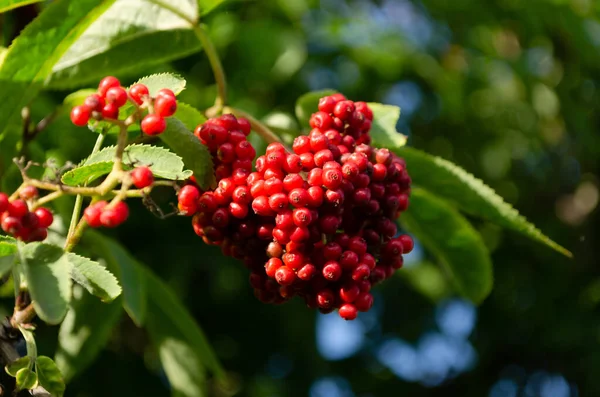 Sambucus Racemosa Planta Vermelho Mais Velho — Fotografia de Stock