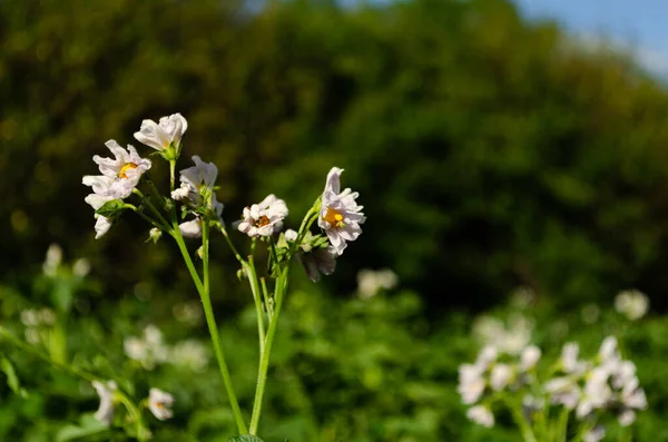 Pomme Terre Fleurs Juillet Agriculture — Photo