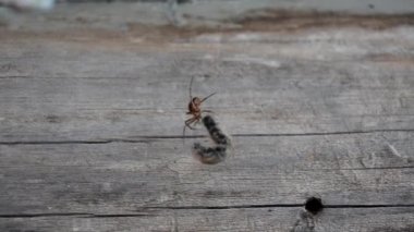 Örümcek ve onun avı, ağ