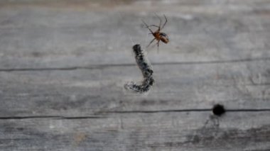 Örümcek ve onun avı, ağ