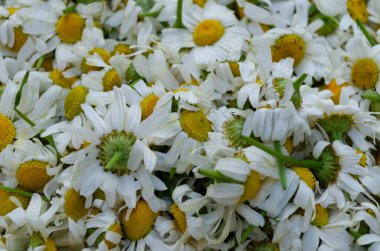 Matricaria Chamomilla arka planı, hasat edilmiş papatyalar.