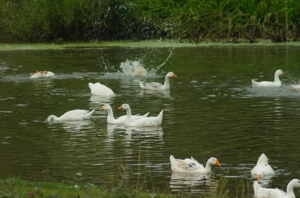 Gansos Flutuando Lagoa Verão — Fotografia de Stock
