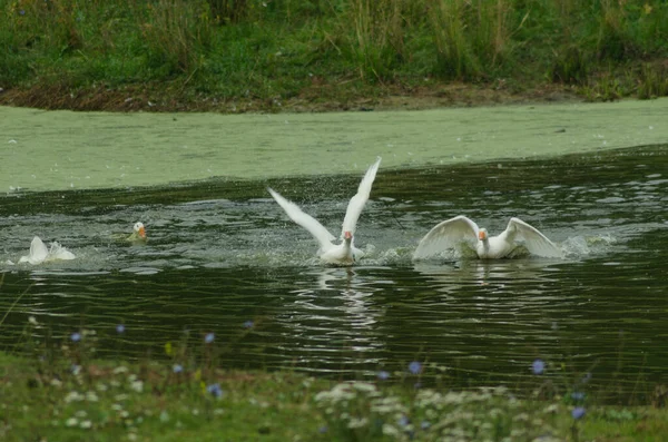 Gäss Som Flyter Dammen Sommaren — Stockfoto