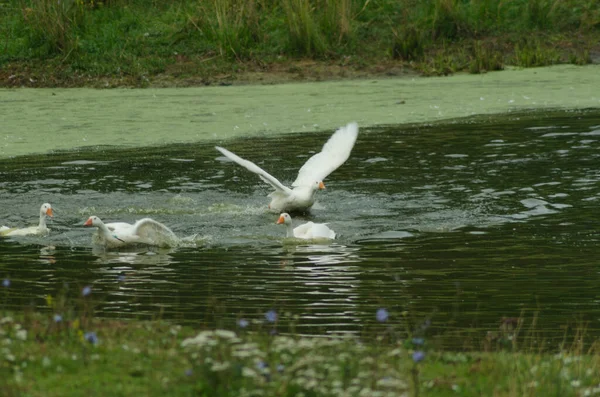 Gäss Som Flyter Dammen Sommaren — Stockfoto