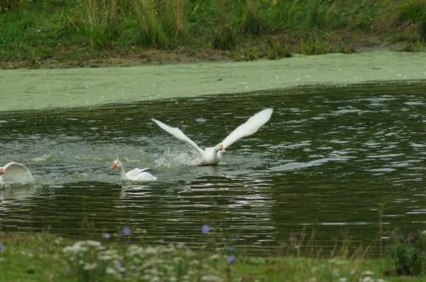 Gäss Som Flyter Dammen Sommaren — Stockfoto