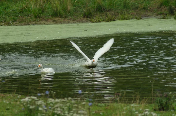 Geese Floating Pond Summer — Stock Photo, Image