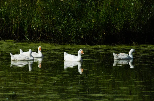 Oche Galleggianti Stagno Estate — Foto Stock