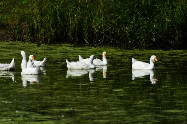 Geese Επιπλέουν Στη Λίμνη Καλοκαίρι — Φωτογραφία Αρχείου