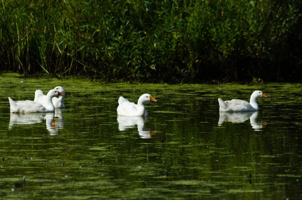 Gansos Flutuando Lagoa Verão — Fotografia de Stock