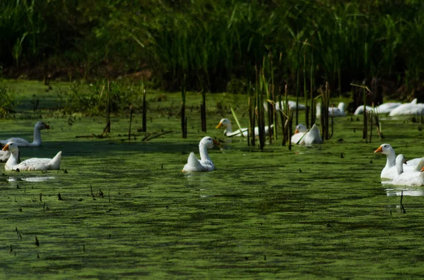 Gänse Treiben Sommer Teich — Stockfoto