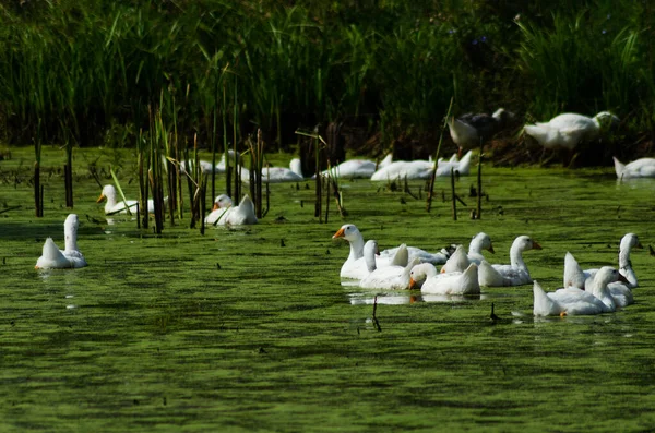 Oche Galleggianti Stagno Estate — Foto Stock