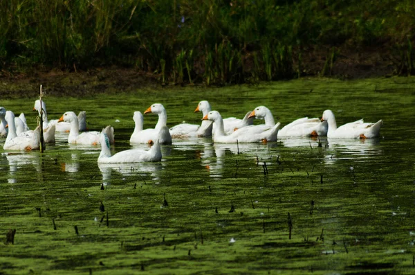 Geese Floating Pond Summer — Stock Photo, Image