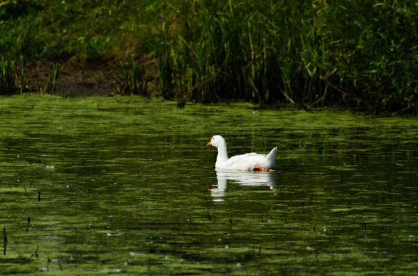 Goose Floating Pond Summer — Stock Photo, Image